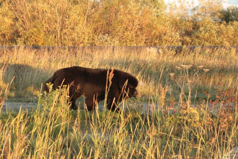 Фото: ньюфаундленд Бегущая по Волнам Зеро Коол