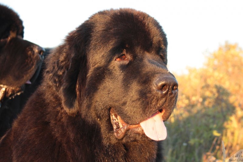 Фото: ньюфаундленд Янтарная Мечта