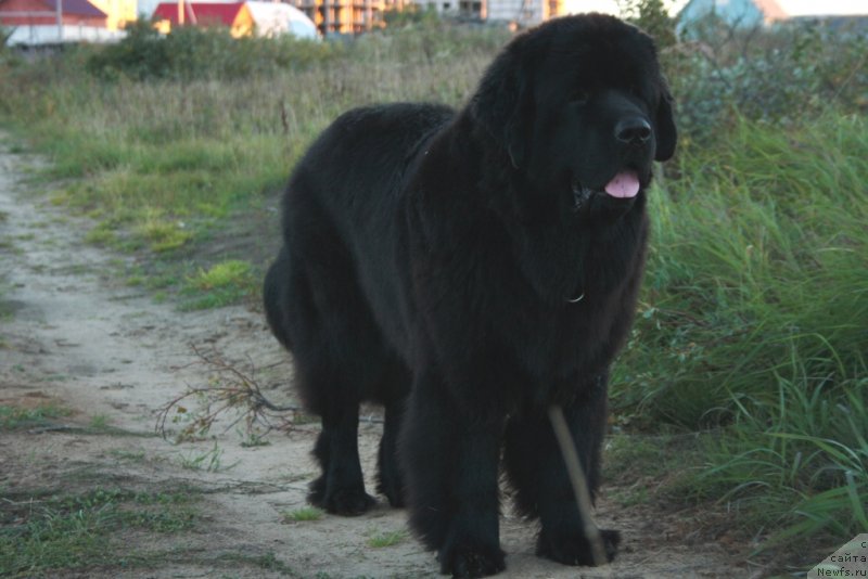 Фото: ньюфаундленд Янтарная Мечта