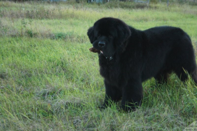 Фото: ньюфаундленд Бегущая по Волнам Зеро Коол