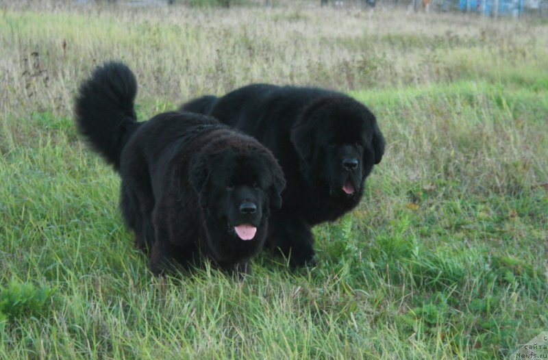 Фото: ньюфаундленд Янтарная Мечта, ньюфаундленд Бегущая по Волнам Зеро Коол