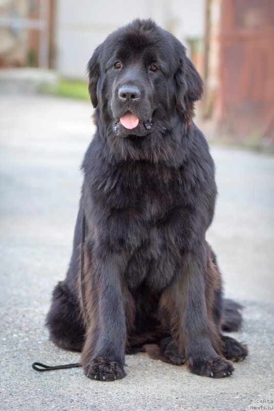 Фото: ньюфаундленд Би Перфект Арабелла