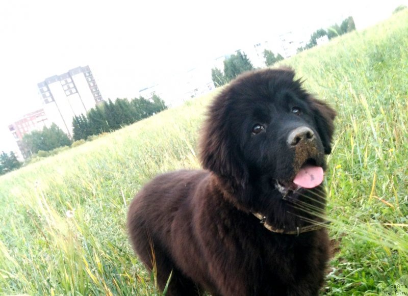 Фото: ньюфаундленд Питерньюф Идеас Фор Лифе (Piternyuf Ideas For Life)