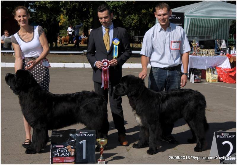 Фото: ньюфаундленд Альфа Таури Династия Совершенства (Аlpha Tauri Dinastiya Soverchenstva), Анна Пронская, ньюфаундленд On Aroll Midnight Bear