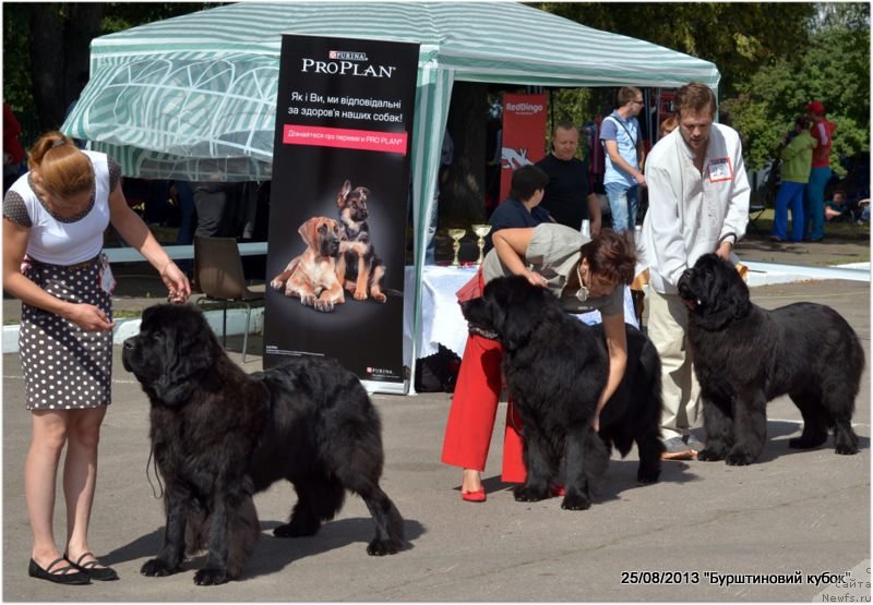 Фото: ньюфаундленд Альфа Таури Династия Совершенства (Аlpha Tauri Dinastiya Soverchenstva), Анна Пронская, ньюфаундленд Bigbrother iz Volotova, Яна Нифонтова, ньюфаундленд King of Helluland Niagara, Плотников К.