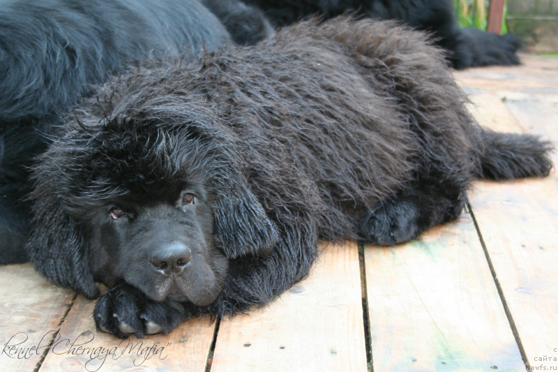 Фото: ньюфаундленд Черная Мафия Муст Хаве (Chernaya Mafia Must Have)