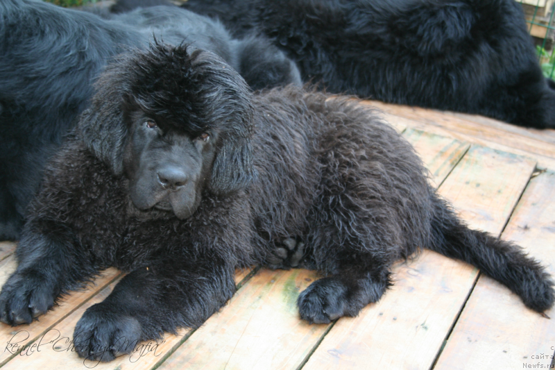 Фотография № 134298