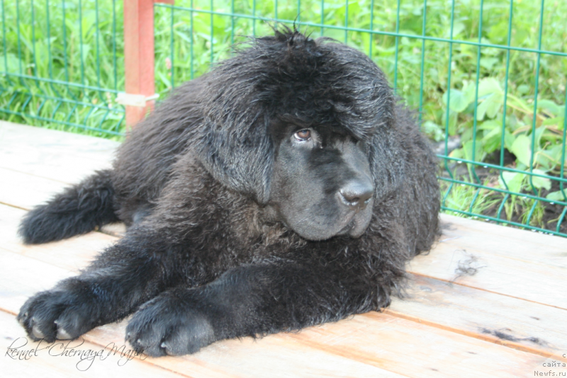 Фотография № 134299