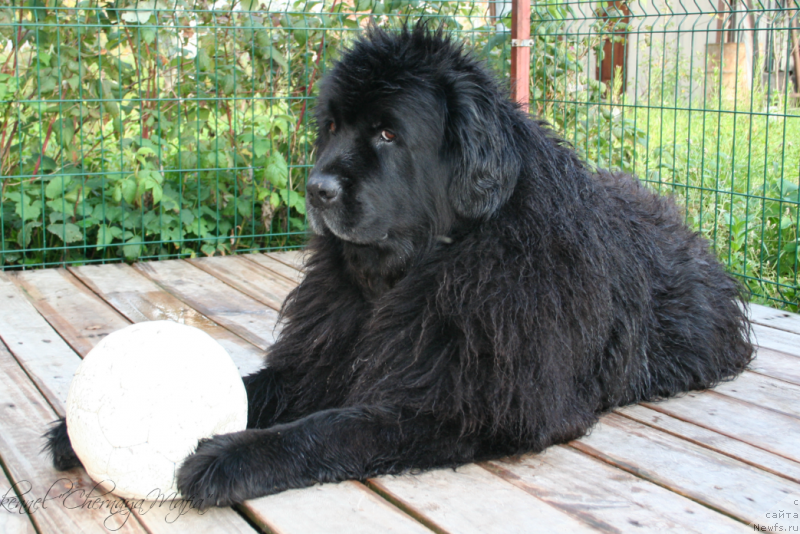 Фото: ньюфаундленд Усатый Нянь Тимоша