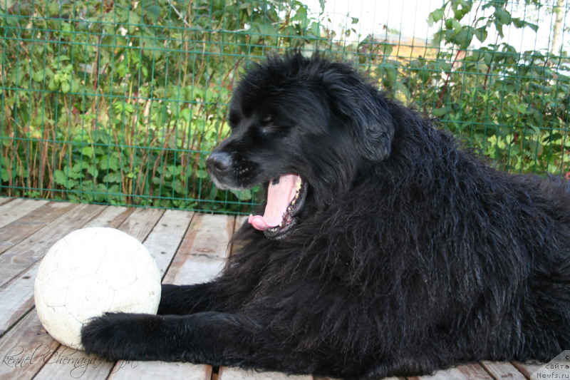 Фото: ньюфаундленд Усатый Нянь Тимоша
