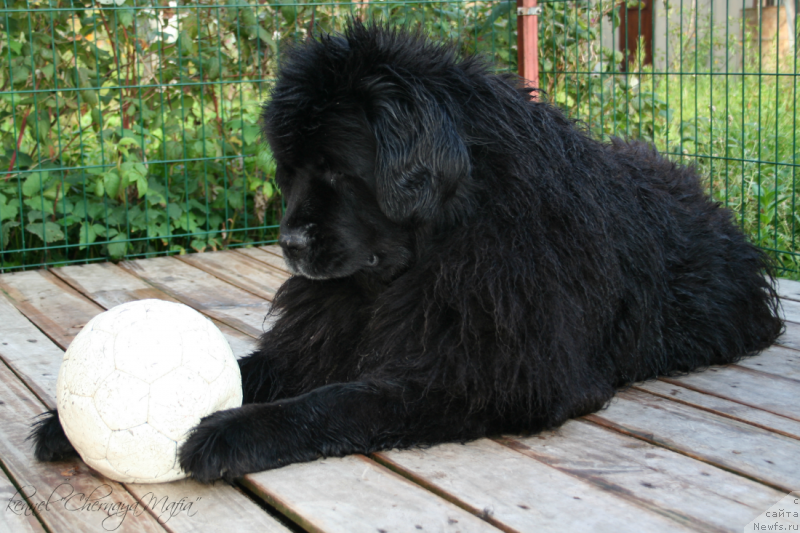 Фото: ньюфаундленд Усатый Нянь Тимоша