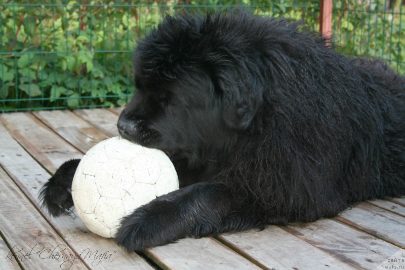 Фото: ньюфаундленд Усатый Нянь Тимоша