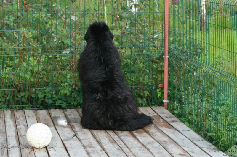 Фото: ньюфаундленд Усатый Нянь Тимоша