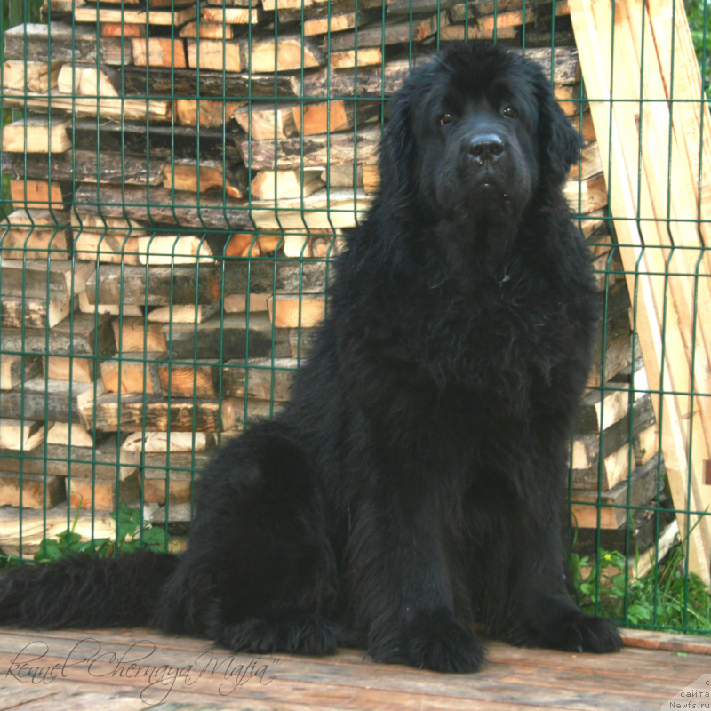 Фотография № 134309