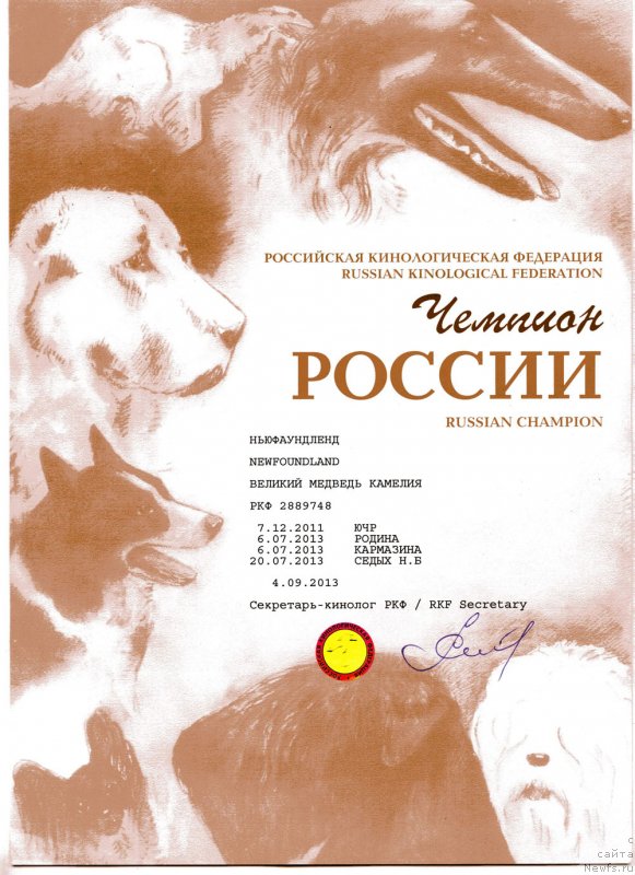 Фото: ньюфаундленд Великий Медведь Камелия