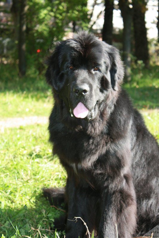 Фото: Вера Дорошкевич, ньюфаундленд Бегущая по Волнам Шаман (Beguschaya po Volnam Shaman)