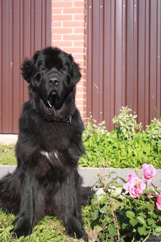 Фото: Вера Дорошкевич, ньюфаундленд Бегущая по Волнам Шаман (Beguschaya po Volnam Shaman)