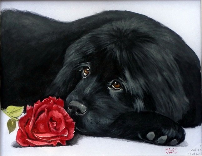 Фото: ньюфаундленд Особа Статная из Медвежьего Яра