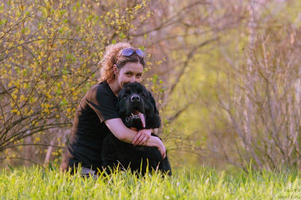 Фото: ньюфаундленд Загадка Доминика Кара Дениз (Zagadka Dominika Kara Deniz), Марина Демидова