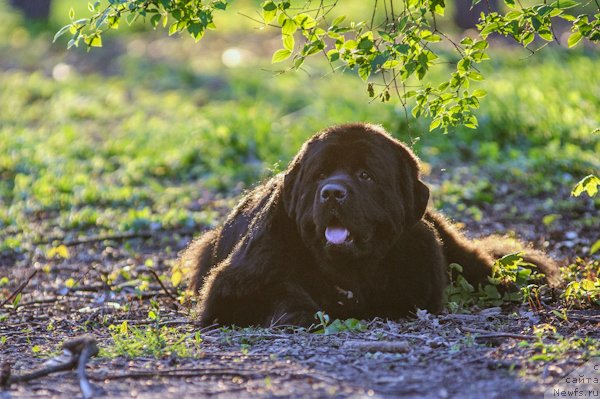 Фото: ньюфаундленд Загадка Доминика Кара Дениз (Zagadka Dominika Kara Deniz)