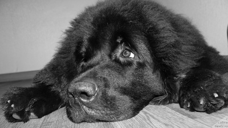 Фото: ньюфаундленд Черная Мафия Зесту Бетту (Chernaya Mafia Zesty Betty)