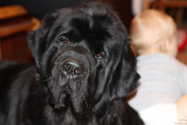 Фото: ньюфаундленд Сила с Берега Дона (Sila s Berega Dona)