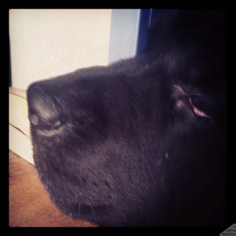 Фото: Гастон де Фуа