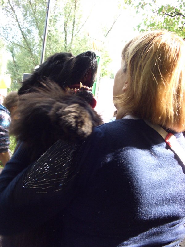 Фото: ньюфаундленд Барышня, Лиля