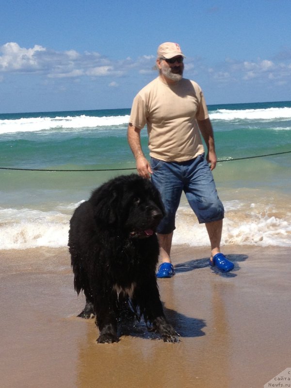 Фото: ньюфаундленд Питерньюф Чао-Какао