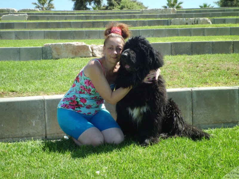 Фото: ньюфаундленд Питерньюф Чао-Какао, Лина Троянская