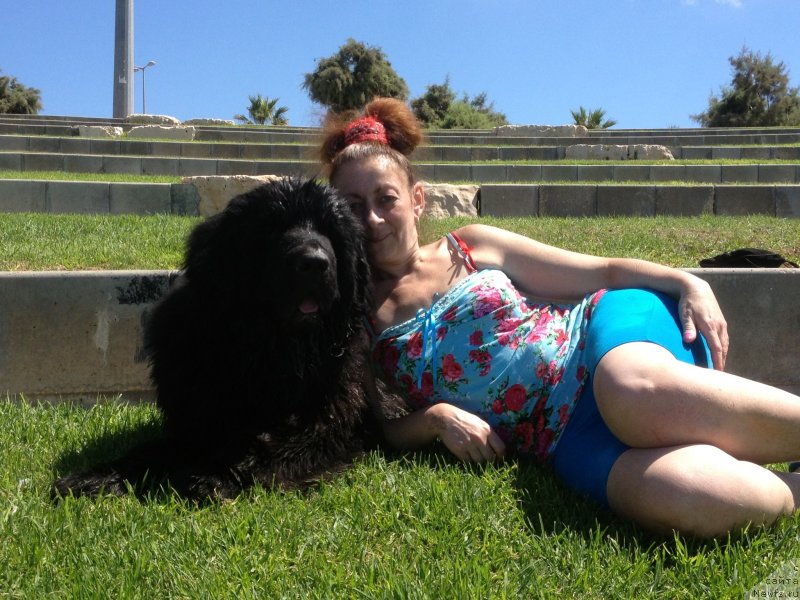 Фото: ньюфаундленд Питерньюф Чао-Какао, Лина Троянская