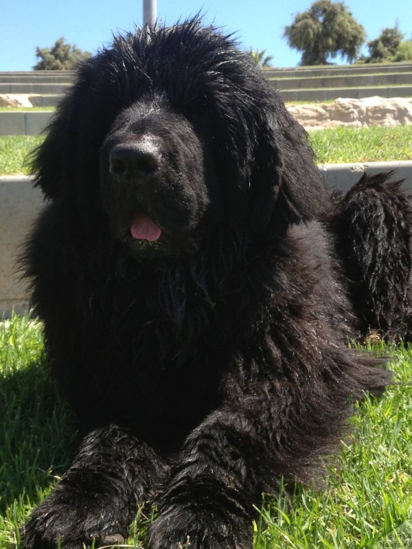 Фото: ньюфаундленд Питерньюф Чао-Какао