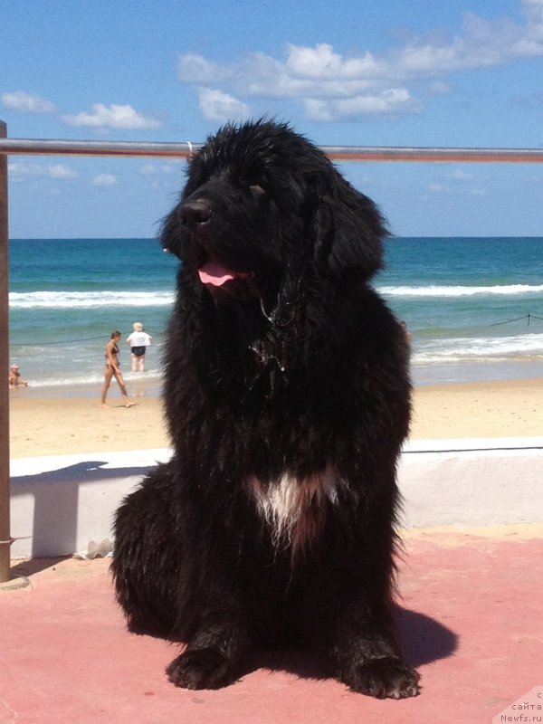 Фото: ньюфаундленд Питерньюф Чао-Какао