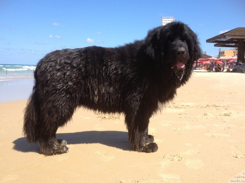Фото: ньюфаундленд Питерньюф Чао-Какао