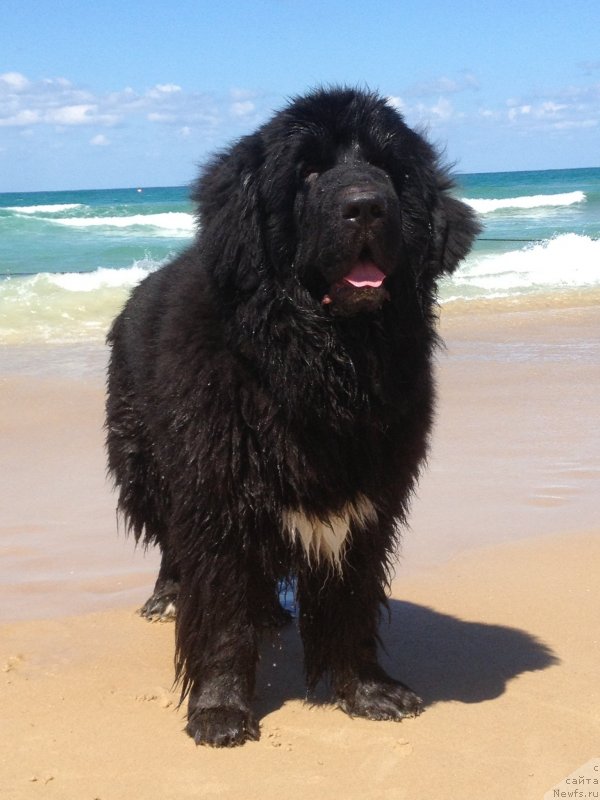 Фото: ньюфаундленд Питерньюф Чао-Какао