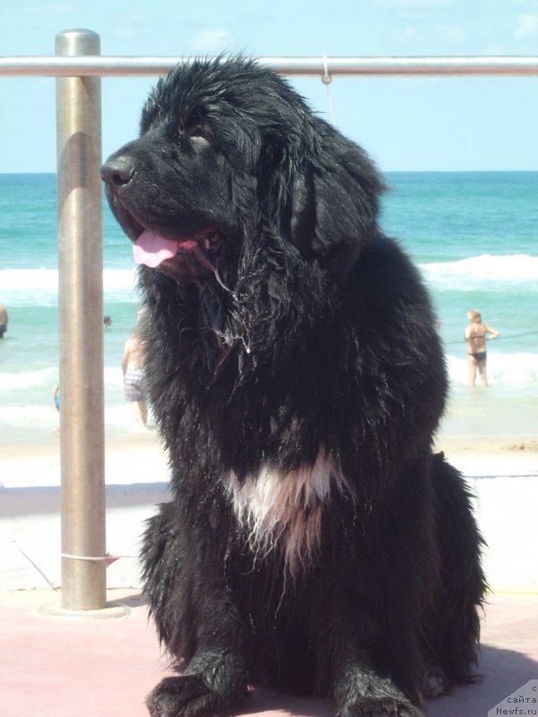 Фото: ньюфаундленд Питерньюф Чао-Какао
