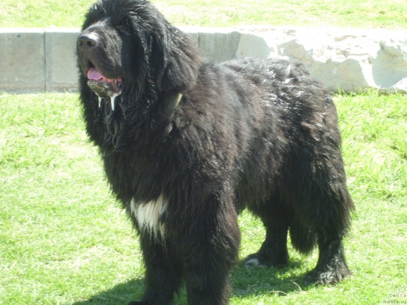Фото: ньюфаундленд Питерньюф Чао-Какао