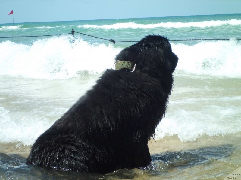 Фото: ньюфаундленд Питерньюф Чао-Какао