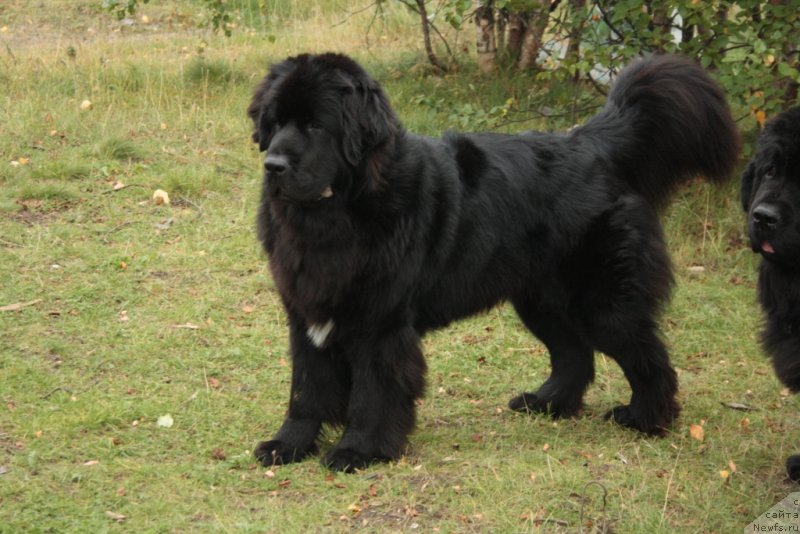 Фото: ньюфаундленд Neretum Tribe Xagrid