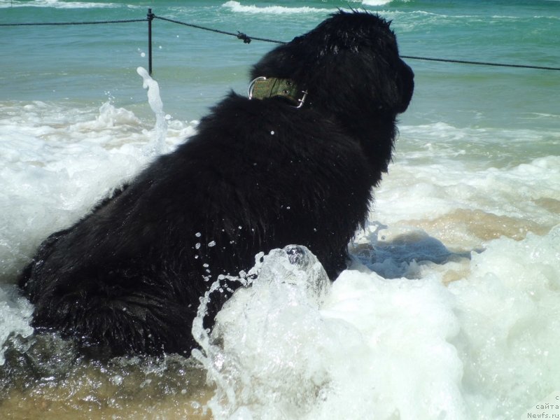 Фото: ньюфаундленд Питерньюф Чао-Какао