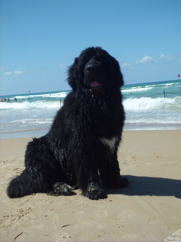 Фото: ньюфаундленд Питерньюф Чао-Какао