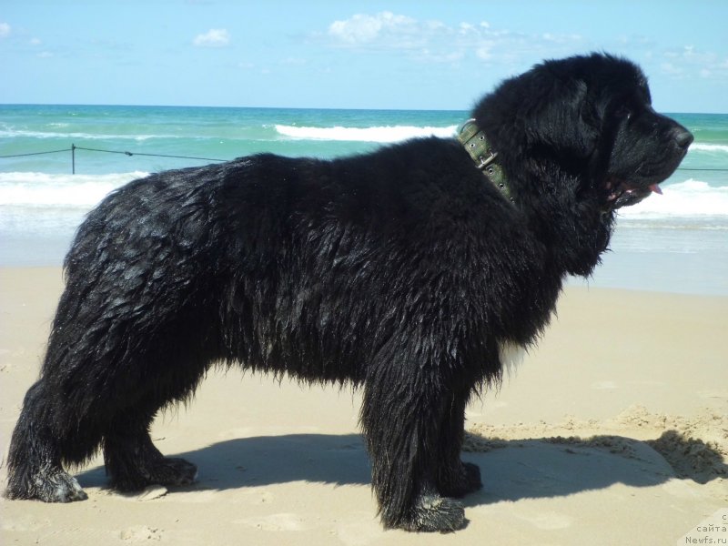 Фото: ньюфаундленд Питерньюф Чао-Какао