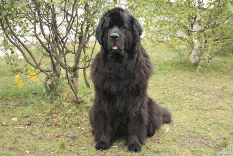 Фото: ньюфаундленд Глория Гранд Блек