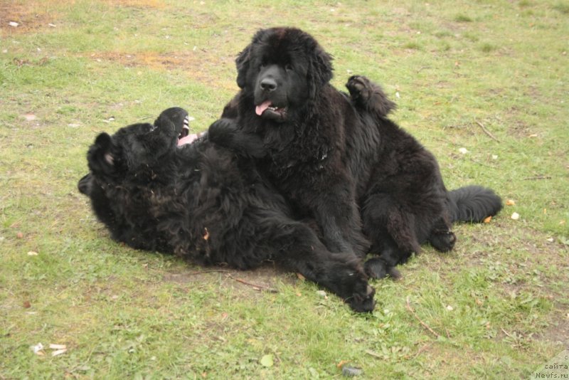 Фото: ньюфаундленд Бегущая по Волнам Зеро Коол, ньюфаундленд Янтарная Мечта
