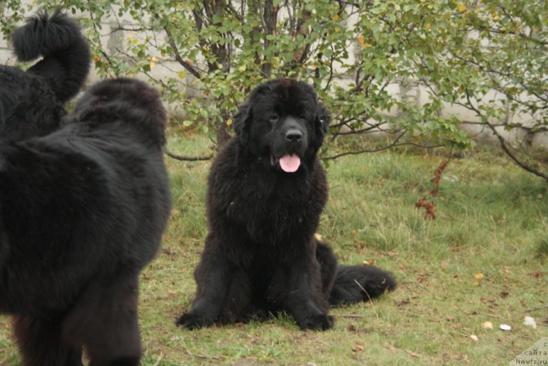 Фото: ньюфаундленд Янтарная Мечта