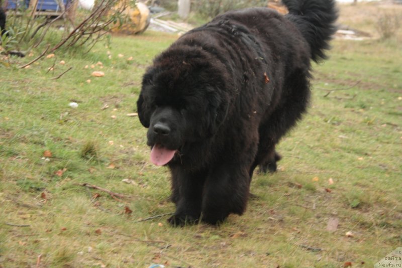 Фото: ньюфаундленд Янтарная Мечта