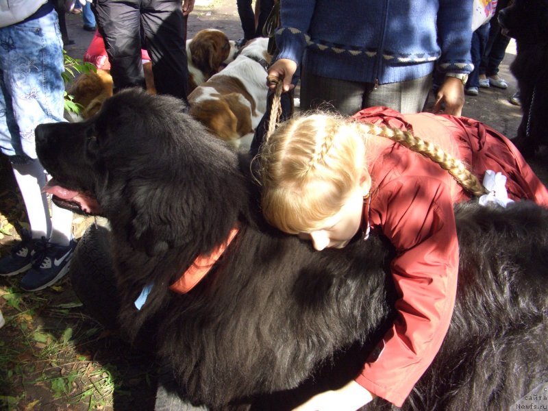 Фото: ньюфаундленд Барышня