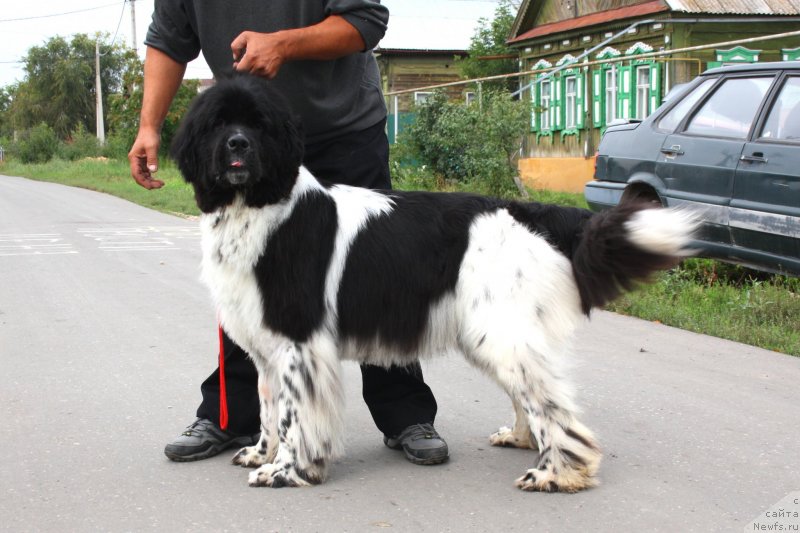Фото: ньюфаундленд Питерньюф И'лл Станд Бу Уоу (Piternyuf I'll Stand By You)