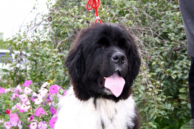 Фото: ньюфаундленд Питерньюф И'лл Станд Бу Уоу (Piternyuf I'll Stand By You)