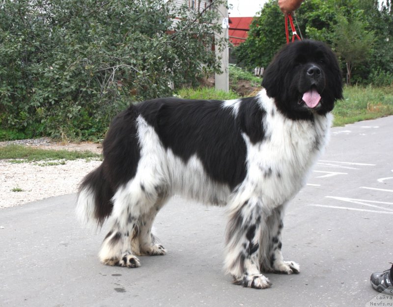 Фото: ньюфаундленд Питерньюф И'лл Станд Бу Уоу (Piternyuf I'll Stand By You)